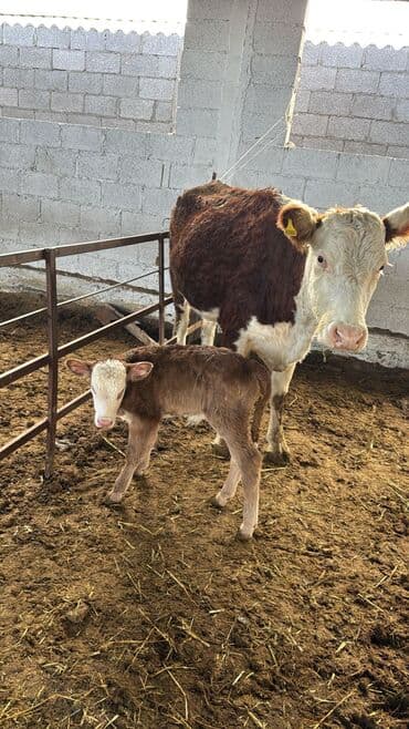 ит атабыз: Продаю | Корова (самка) | Герефорд | Для разведения | После отела — 3