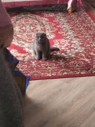 купить щенка дратхаара: Скотиш Фолд (Шотландская вислоухая), 2 года, Девочка, Серебристая шиншилла, Приучена к лотку, Проглистована, С прививками — 5