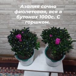 орхидеи в горшке купить с доставкой: Пальма Хамедорея 1000с-1800(высота 125см). монстера800с. аллоказия — 24