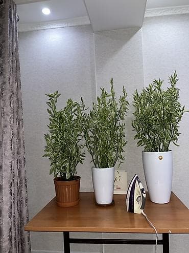 Комнатные растения: Пендилантус
1-2000с
2-2000с
3-2500с — 5