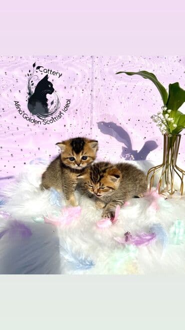 собака бульдок: Британ кыска жүндүү, 1 айлык, Эркек, Алтын шиншилла, Лотокко барууга үйрөтүлгөн, Курттардан тазаланган, Документтери менен — 18