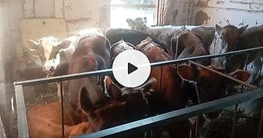 карова дойных: Продаю | Музоо, торпок | На откорм — 2