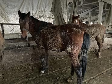 английская лошадь: Продаю | Кобыла (самка), Жеребец, Жеребенок — 1