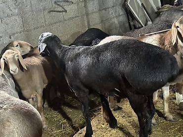 мака кукуруз: Продаю | Овца (самка) | Для разведения | Племенные — 1