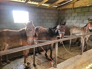 продам корову: Байланган тайлар — 3