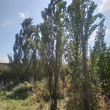 саженцы деревья: Саженцы — 1
