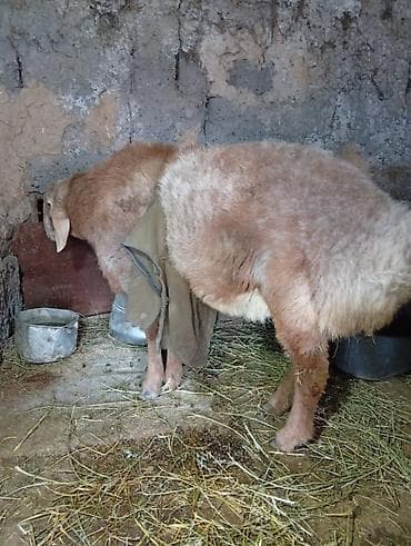 овцы меринос: Продаю | Овца (самка) | Для разведения | Племенные — 2