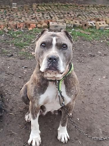 белый питбуль цена: Питбуль, 4 года, Самка — 4