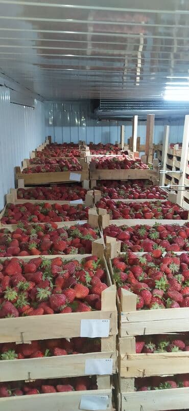 работа упаковщика бишкек: Кулпунай — 11