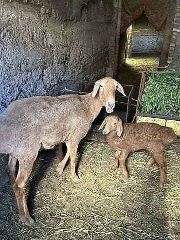 живые дрожи: Продаю | Овца (самка) | Для разведения | Матка — 2