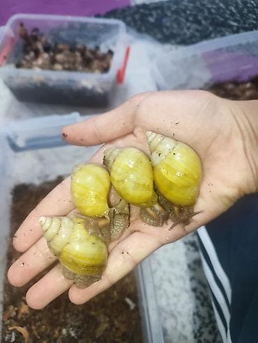 редкие экзотические животные: Африканские улитки Ахатина фулика (вариации окраса: жёлтая/полосатая) — 5