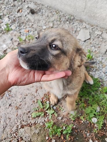 тез арада: Ит бекер берилет: 3 айлык, Ургаачы — 2