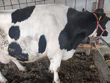 карова талас: Продаю | Корова (самка) | Голштин | Для молока | Привязанные — 1
