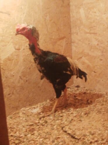 кыргыз довот ит: Сатам | Тооктор — 5