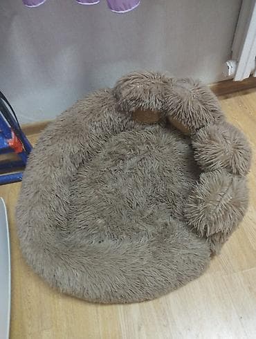 Вязка кошек: Отдам в хорошие руки Кошку 8 месяцев с короткой шерстью серо-голубого — 2