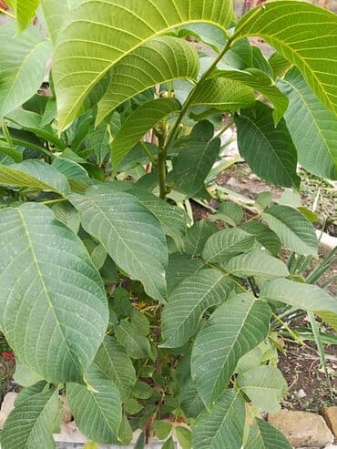 саженцы черного ореха: Саженцы грецких орехов, двух и трех летние — 2