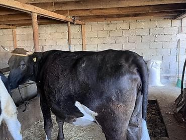 котята простые: Продаю | Корова (самка) | Алатауская | Для молока | Привязанные — 6