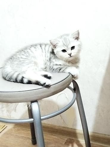 вислоухие кошки цена: Скотиш Страйт (Шотландская прямоухая), 2 месяца, Девочка, Серебристая шиншилла, Приучена к лотку — 10