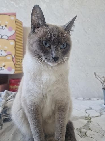 Кошка с окраском сил-пойнт (сиамский/тайский тип), короткошёрстная