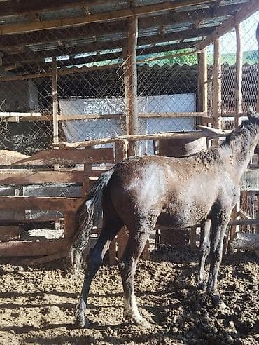 Айыл-чарба жаныбарлары: Сатам | Тай | Жумушка | Асыл тукумдуу — 2