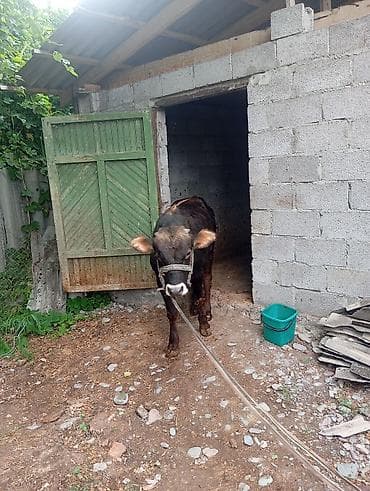 Животные: Продаю | Бык (самец) | На откорм — 5