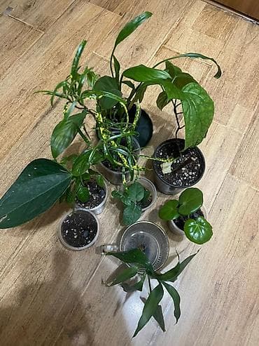 коты бишкек: Отдам даром — 1