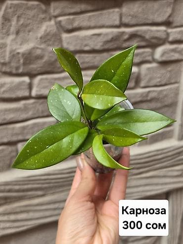 филодендроны: Хойи
Цены и названия на фото — 6