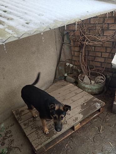 собаки лайки: Собака даром: Восточноевропейская овчарка, 6 месяцев, Самка, С прививкой — 3