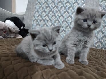коты ош: ✨ Открыто бронирование котят голубого окраса ! ✨Порода: Британская — 1