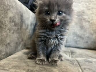 вислоухий кот рыжий: Скотиш Страйт (Шотландская прямоухая), 1 месяц, Девочка, Серый, Приучена к лотку — 2