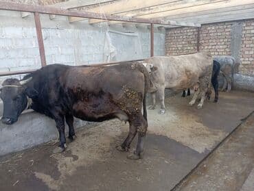 собака французский бульдог купить: Продаю | Корова (самка) | Для молока | Привязанные — 2