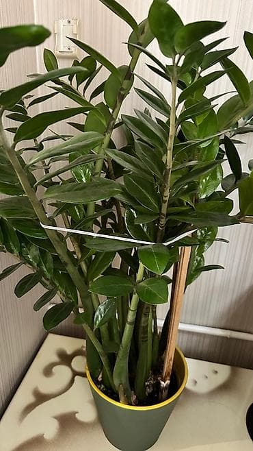 Бөлмө өсүмдүктөрү: Продаётся 2 замиокулькаса (долларовое дерево) 🌿 Редкий сорт - — 1