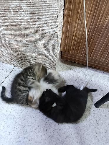 Котята-домоседы — игривые и ласковые малыши - Помёт из трёх котят at lalafo.kg Котята-домоседы — игривые и ласковые малыши - Помёт из трёх котят