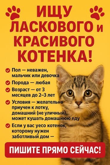 корм для кошек и котят: 🐾 КУПЛЮ КРАСИВОГО И ЛАСКОВОГО КОТЕНКА 🐾 Пол: неважен – мальчик или — 2