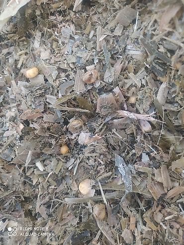 разведение животных: Продаю силос мелкого дробления с зёрнами в маевки — 3