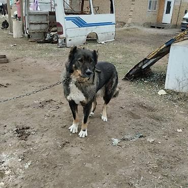 Иттер сатылат: Крупная сторожевая собака. Описание: - Пол: самка - Окрас — 4