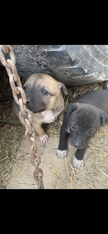сенбернар щенок: Щенки смешанных пород Описание: - Два щенка от домашней собаки — 1