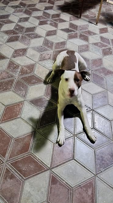 пит: Собака даром: Питбуль, 2 года, Самец, С родословной — 3