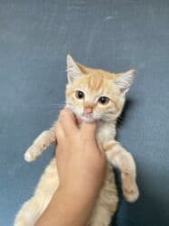 котик вислоухий купить: 3 месяца, Мальчик, Приучена к лотку, Проглистована — 8