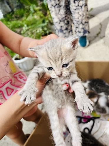 Мышыктар: Продаются породистые котята (шотландские) 🐾 Возраст — 3 недели. В — 4