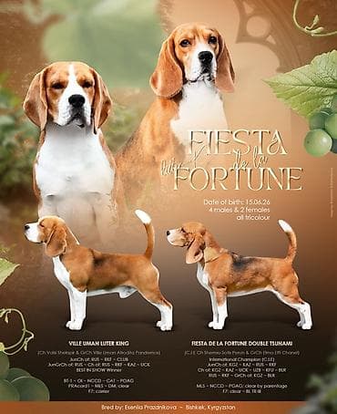 Щенки бигля из питомника FIESTA DE LA FORTUNE От титулованных