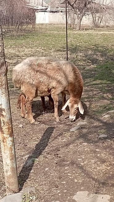 Лошади, кони: Продаю | Овца (самка) | Арашан | Для разведения | Матка — 8