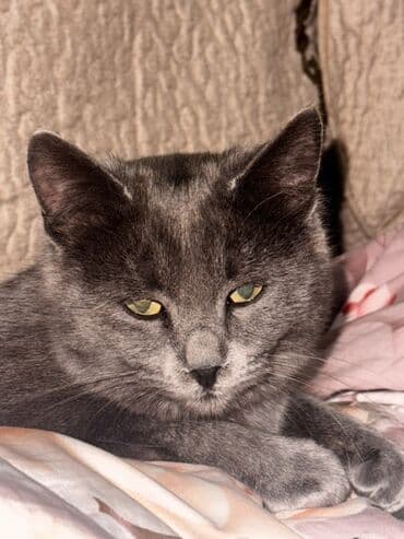 кошка дом: Кошка даром: Британская короткошёрстная, 6 месяцев, Девочка, Приучена к лотку — 2