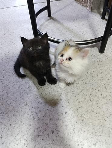 Котята- мама британская а папа сосед, пушистые комочки счастья -