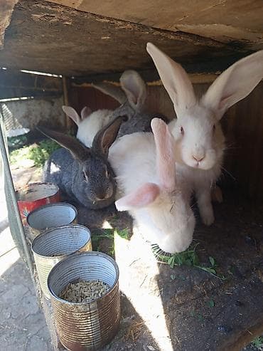 высокое давление: Болт оцинкованный шайба гайка — 10