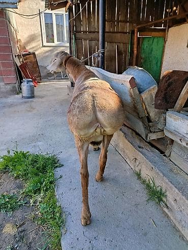 кара кой: Продаю | Баран (самец) | Для разведения — 4