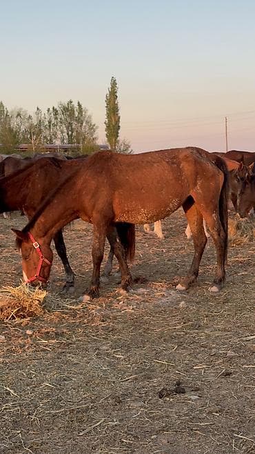 арзан тай: Продаю | Кобыла (самка) | Для разведения — 3