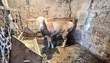 загон: Продаю | Баран (самец) | Для разведения, На забой | Племенные — 4