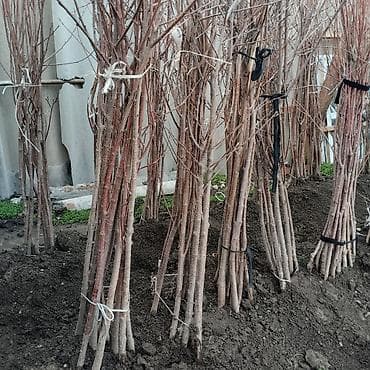 Үй жана бакча: Продаю саженцы семена вишня токмок — 2