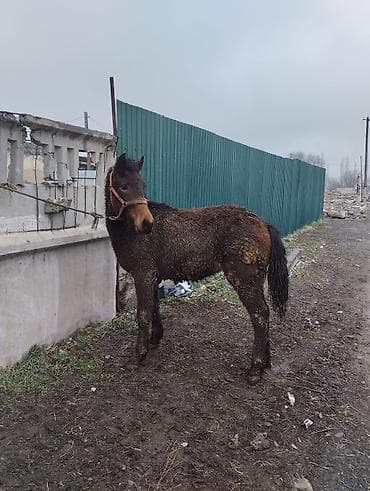Ветеринар кызматы: Сатам | Бээ (ургаачы) | Жумушка | Асыл тукумдуу — 4